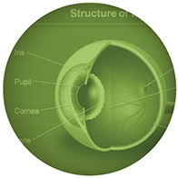 Medical malpractice & product liability legal graphics consulting and demonstratives.